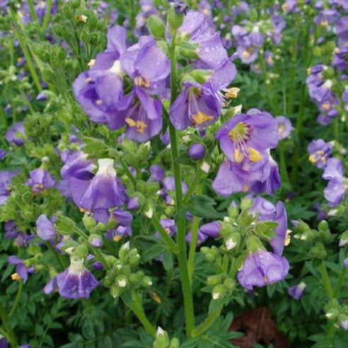 Polemonium Caeruleum Blå (Jakobsstige)