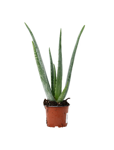 Aloe Vera Plante