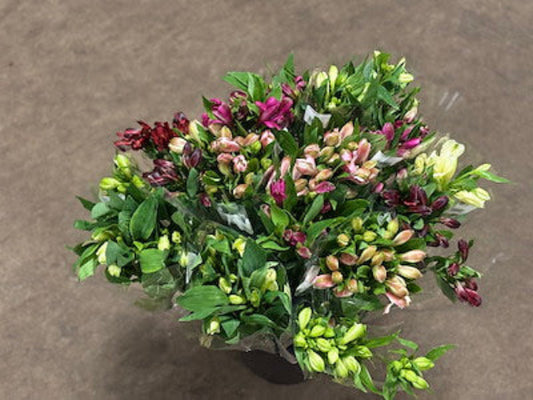 Inkaliljer i bundter - Alstromeria