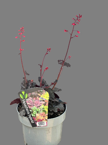 Heuchera Hybrid (Alunrod)