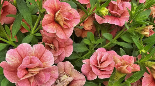 Ampel petunia Peach