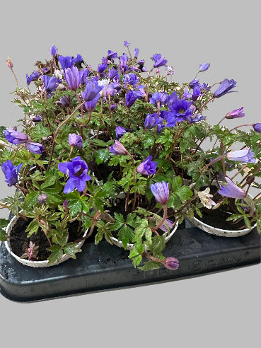 Blå anemoner