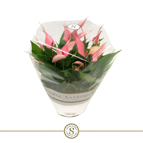 Rosa Anthurium (Flamingo)