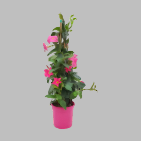 Bægerranke Lyserød (Dipladenia)