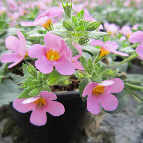 Bacoba Rosa