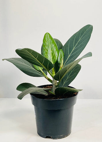 Ficus benghalensis - Banyanfigen