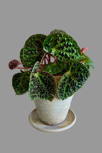 Begonia Rex ‘Ferox