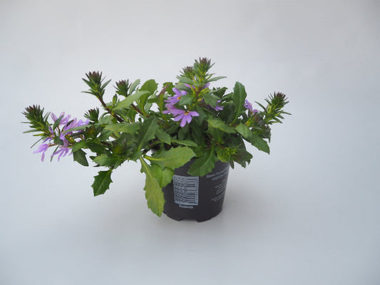 Fjerblomster Blå/Lilla