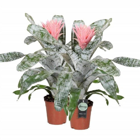 Aechmea