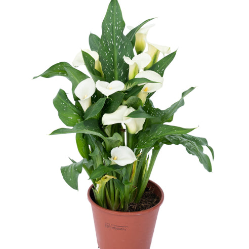 Calla  Hvid Stueplante