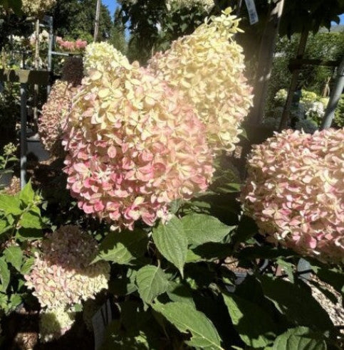 Hortensia Paniculata Petite cherry