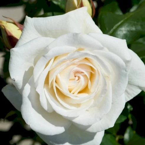Claus Dalby rose