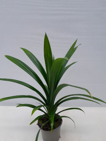 Pandanus skruelilje