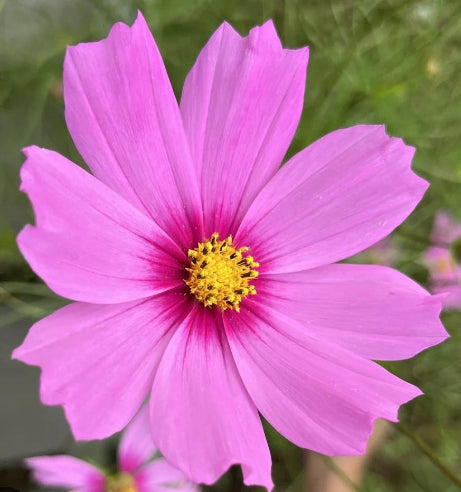 Cosmos rosa