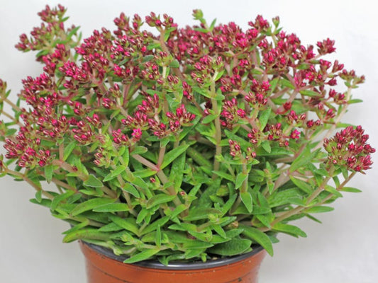 Crassula Schmidtii