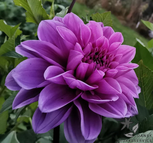 Dahlia Lilla