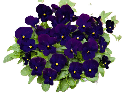 Hornviol Blå