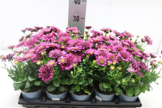 Spansk Margurit dobbelt Gl. Rosa - Osteospermum