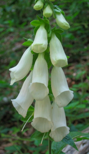 Digitalis Hvid