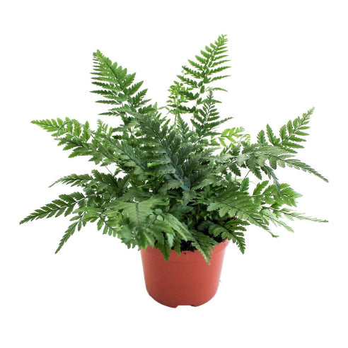Koreansk Skjoldbregne - Polystichum tsus-simense