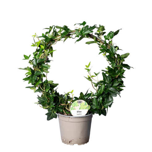 Efeu på bøjle
