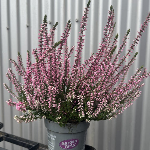Lyng TILBUD 6 stk. (Rosa)