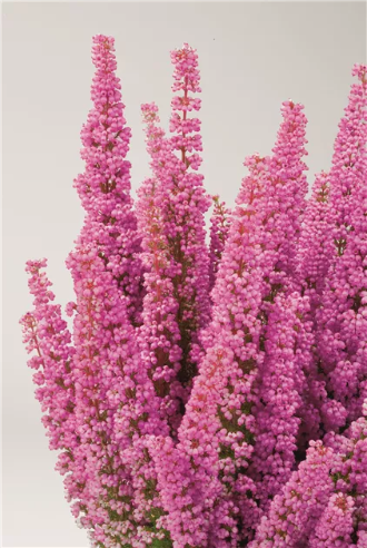 Lyng - Erika Gracilis Beauty