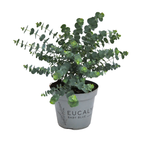 Eucalyptus busk