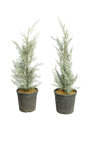 Arizona sølv cypres 1 meter