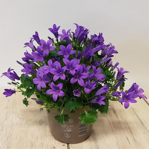 Campanula