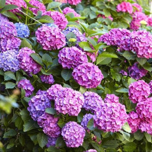 Hortensia Lilla