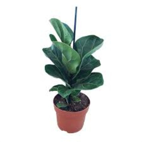 Ficus Bambino (violinfigen)