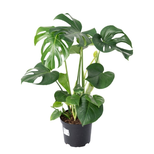 Monstera