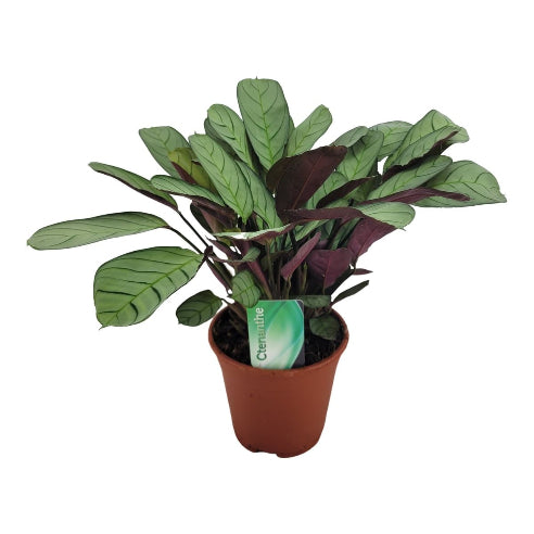 Fiskebensplante - Ctenanthe burle-marxii