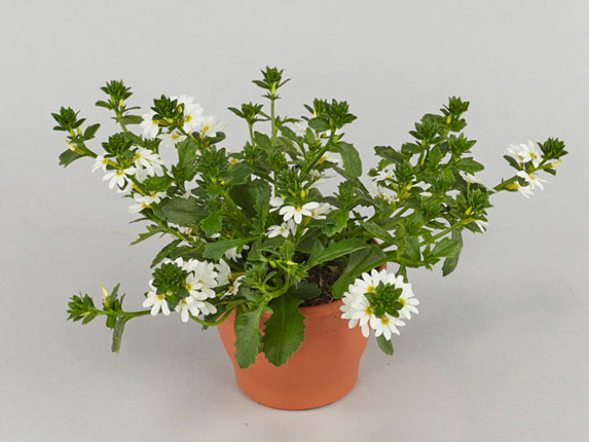 Fjerblomster Hvide