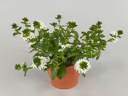 Fjerblomster Hvide
