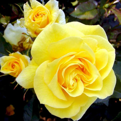 Gul have duft rose