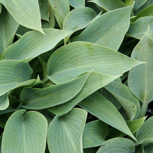 Hosta