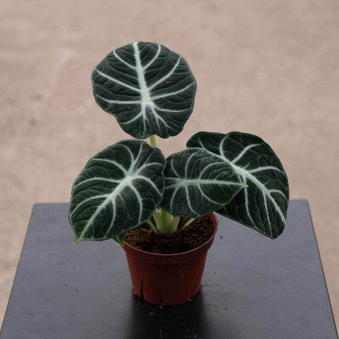 Alocasia ‘Ninja