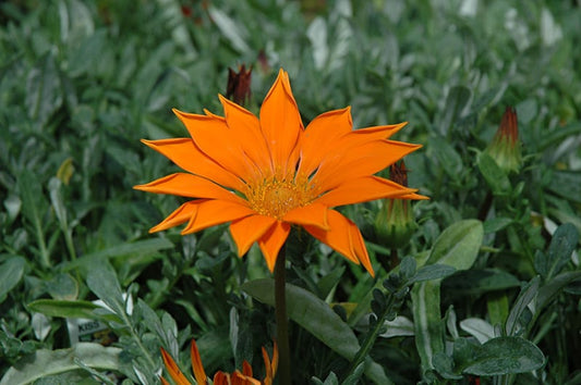 Gazania orange