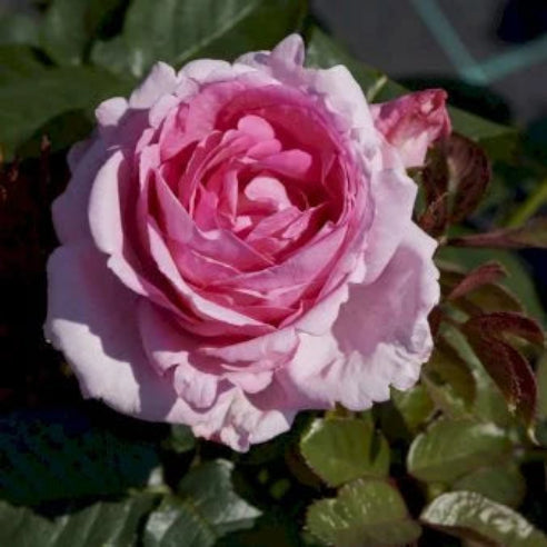 Ghita Nørby Rosen