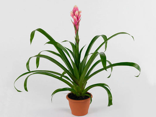 Guzmania Candy