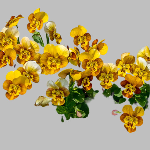 Hornviol Honeybee