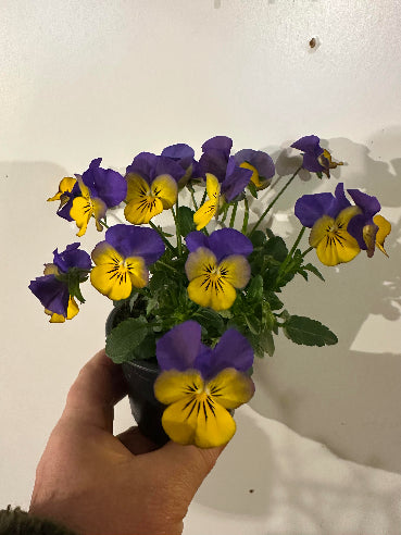 Hornviol Blå/Gul
