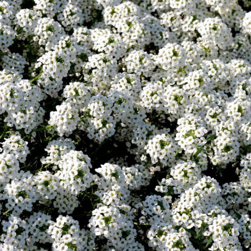 lobularia - Biblommer Hvid