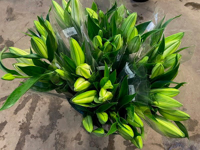 Hvide orientalske liljer i bundt