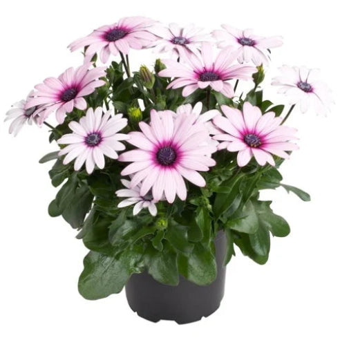 Spansk Margurit Hvid/rosa - Osteospermum