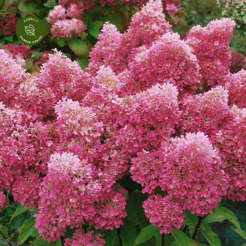 Hortensia Paniculata Petite flori