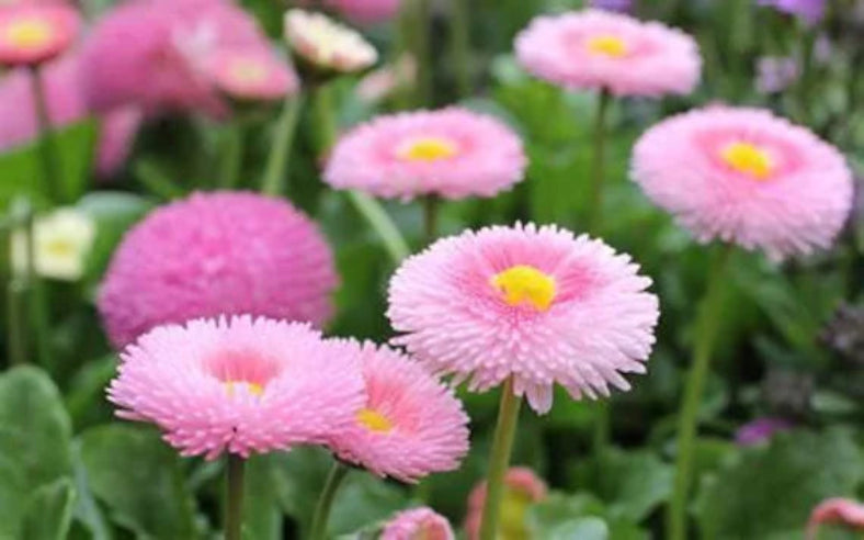 Rosa Bellis