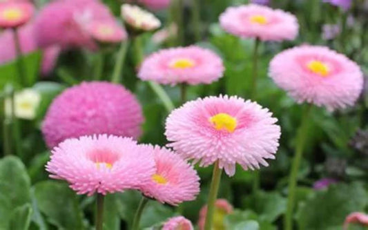 Rosa Bellis